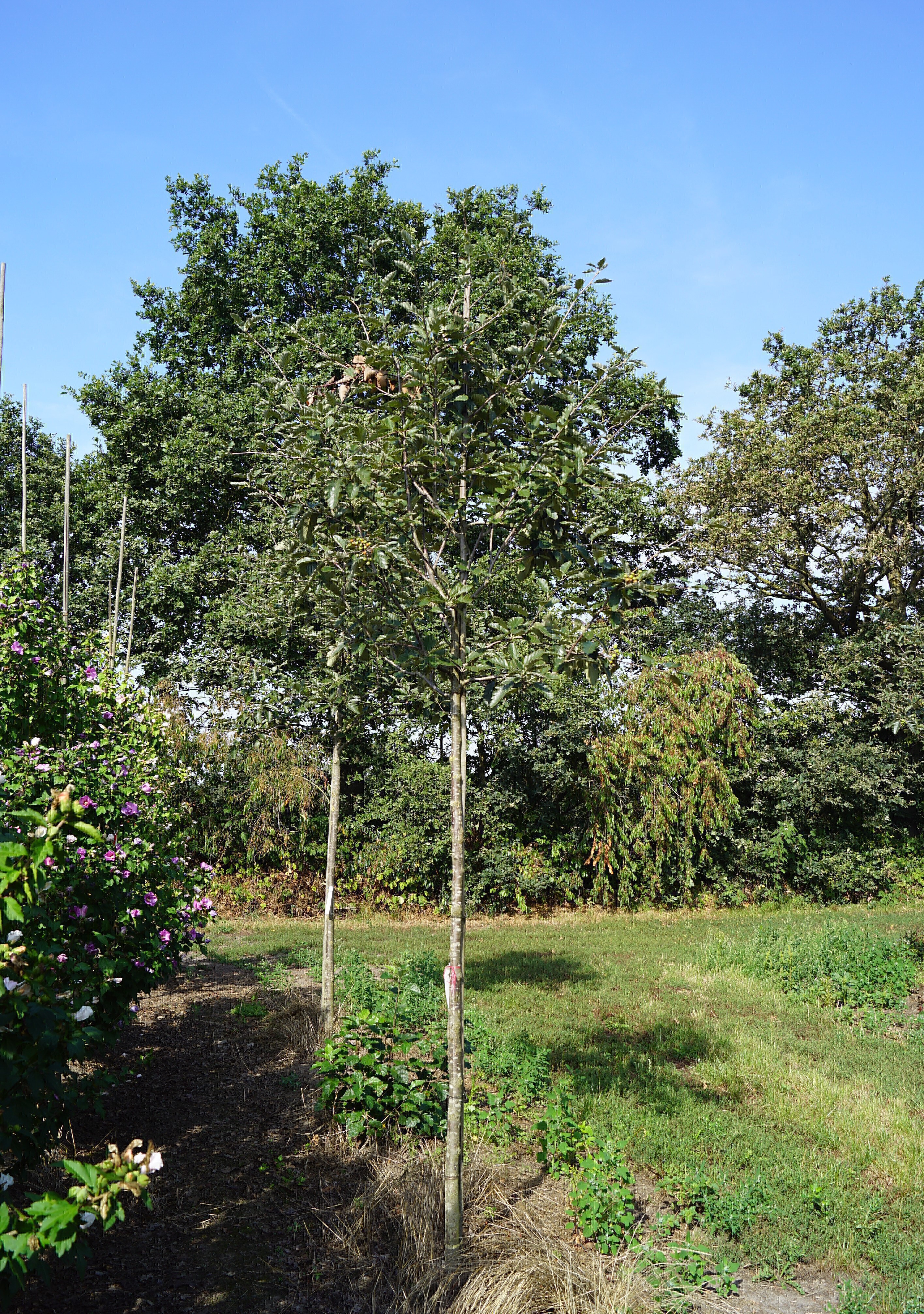 Sorbus intermedia 'Brouwers' (3) Hoogheide